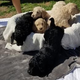 Bernedoodle and Goldendoodle Puppies from Cookies and Cream Doodles
