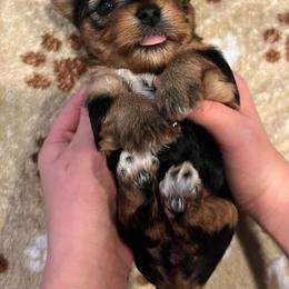 Yorkshire Terrier Puppies from On The Edge Of A Dream Yorkies