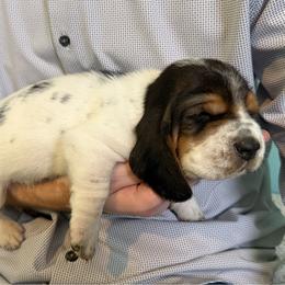 Basset Hound Puppies from Liberty Bassets