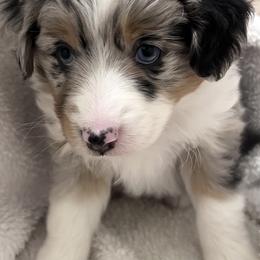 Katy - Blue merle female Australian Shepherd puppy in Wylie, Texas from Wylie Mini Aussies