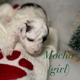 Mocha - Parti female Schnoodle puppy in Monroe, North Carolina from Bred by Brennen