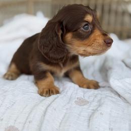 Pansy - Chocolate and tan female Dachshund puppy in Duncanville, Alabama from Bear Creek Dachshunds