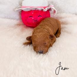 Jam - Apricot female Poodle puppy in Kula, Hawaii from Toy Poodle & Maltipoo Maui