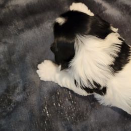 Biewer Terrier Puppies from Dignity Farms