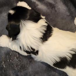Biewer Terrier Puppies from Dignity Farms