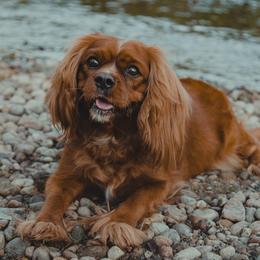 Merlot - Cavalier King Charles Spaniel