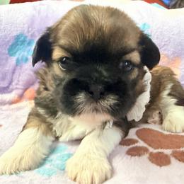 Girl 1 - Tricolor female Shih Tzu puppy in Hemet, California from Aloha Shih Tzu