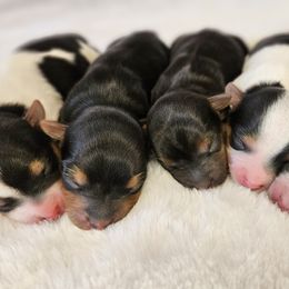 Yorkshire Terrier Puppies from Lady A's Yorkies