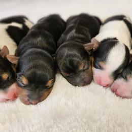Yorkshire Terrier Puppies from Lady A's Yorkies