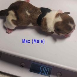 Boy 3 - male Shih Tzu puppy in Lake Worth, Florida from Shih Tzu Cottage