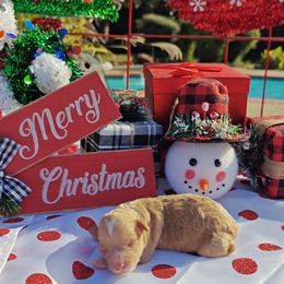 Cuddlebug - Red male Cavapoo puppy in Dallas, Texas from Halo's Heroes Doodles