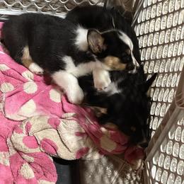 Pembroke Welsh Corgi Puppies from Northwynd Corgis