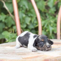 Casper - Black and tan male Dachshund puppy in Salters, South Carolina from Long-Pine Dachshund