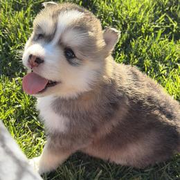 Pepe le pew - Tri-color male Pomsky puppy in Grandview, Washington from Alyssa’s Pomskies