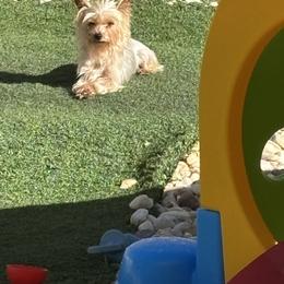 Linda - Gold female Yorkshire Terrier puppy in Ocala, Florida from Yorkie  And Shih Tzu Love