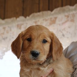 Boy 2 - Golden Retriever puppy from High Plains Goldens