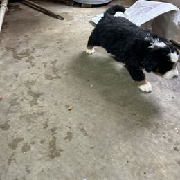 Thunder - Black rust and white male Bernese Mountain Dog puppy in Strasburg, Ohio from Lois Allison