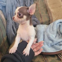 Girl 1 - Chocolate and white female Chihuahua puppy in Warsaw, Virginia from B&D Chihuahuas