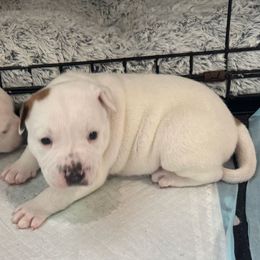 Loki - White male Staffordshire Bull Terrier puppy in Port Saint Lucie, Florida from Southern Staffies