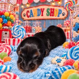 Rolo - Black and tan male Dachshund puppy in Williston, Florida from Teenie Weenie Dachshunds