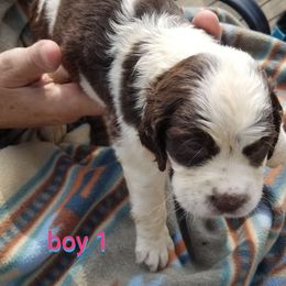Boyy 1 - Liver and white male English Springer Spaniel puppy in St. Louis, Michigan from Jo's Gems Springer