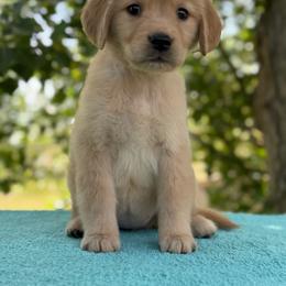 Willow - Golden female Golden Retriever puppy in Touchet, Washington from Northwest Rainbow Aussies and Golden Retrievers