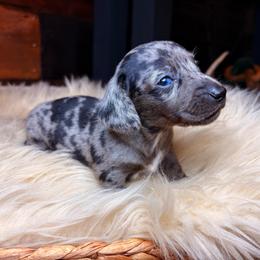 Perseus - Dapple male Dachshund puppy in Washburn, Tennessee from Clinch Mountain Dachshunds