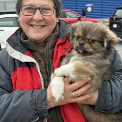 Butter Bean - Sable male Tibetan Spaniel puppy in Vancouver, Washington from Trillium Tibetan Spaniels