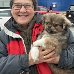 Butter Bean - Sable male Tibetan Spaniel puppy in Vancouver, Washington from Trillium Tibetan Spaniels