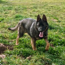 Blu - German Shepherd