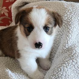 Pembroke Welsh Corgis from Surfside Corgis South Carolina