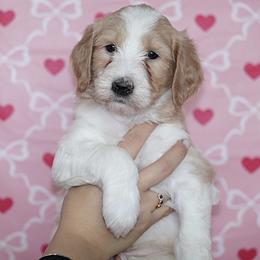 Enzo (Black Band) - Parti male Labradoodle puppy in Plainfield, New Jersey from Caris Paws Poodles and Labradoodles