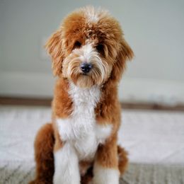 Hunter - Goldendoodle