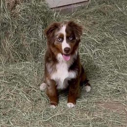 Kush - Miniature Australian Shepherd