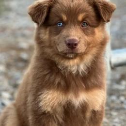 Australian Shepherds from Wild Magnolia Farms Aussies