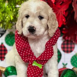 Cedar - Cream male Goldendoodle puppy in Tennessee from Middle Tennessee Golden Doodles
