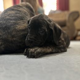 Purple collar - Brindle female Mastiff puppy in Lincolnton, North Carolina from Little Mountain Mastiffs
