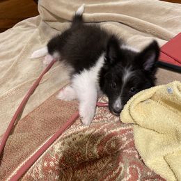 Shetland Sheepdog Puppies from Agee's World of Shelties