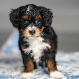 Chicory - Tri-color male Bernedoodle puppy in Dundee, Ohio from Down Home Doodle