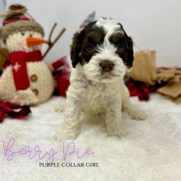 Berry Pie - Brown white and tan female Cockapoo puppy in Oologah, Oklahoma from Timber Hills Poodles and Doodles