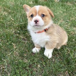 Lieutenant - Red male Pembroke Welsh Corgi puppy in Dugspur, Virginia from Camelot  Pembroke Corgis