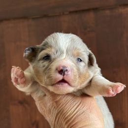 Tater-Black collar male - Blue merle and white male American Corgi puppy in Benjamin, Utah from Nuna’s  Corgis