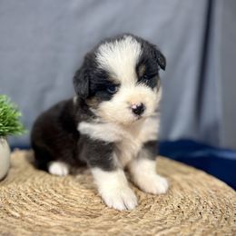 Chase - Black tri male Miniature American Shepherd puppy in Clinton, Missouri from Mockingbirds American Minis