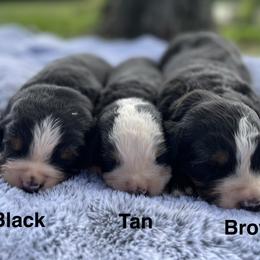 Brown Collar - Black rust and white male Bernese Mountain Dog puppy in Flat Rock, Illinois from Corner Stone Bernese Mountain Dogs