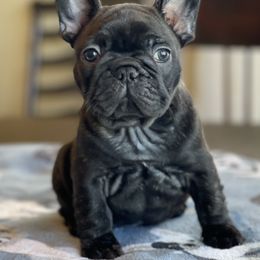 French Bulldog Puppies from Vive La Vie Frenchies