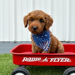 Boy 2 - male Australian Labradoodle puppy in Chelsea, Michigan from Michigan Labradoodles