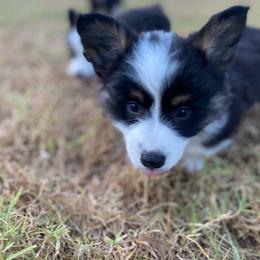 Louie - White and black male Pembroke Welsh Corgi puppy in Ramona, Oklahoma from Eden Farms Corgis