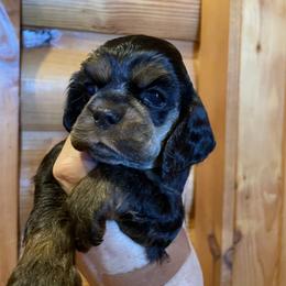 Girl 1 - Black and tan female Cocker Spaniel puppy in Sautee Nacoochee, Georgia from Candy's Cockers