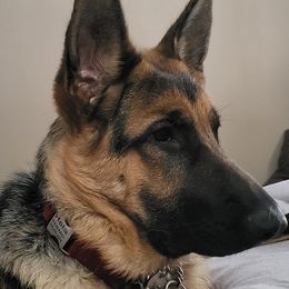 German Shepherds from Racherbach Kennels