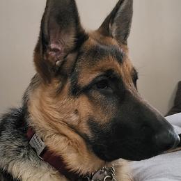 German Shepherds from Racherbach Kennels